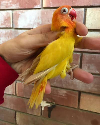 lutino red eyes split Opaline split blue