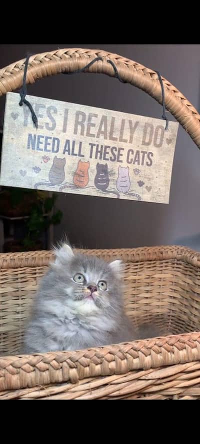 pure Persian cat vaccinated triple coated WhatsApp 03317823482