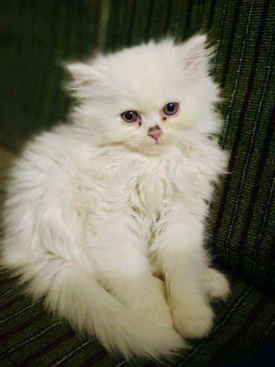 Persian kittens triple coat