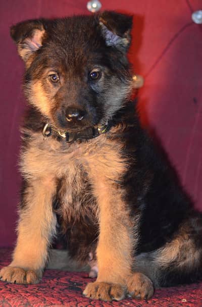German Shepherd