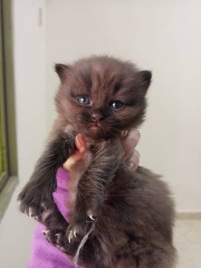 Persian brown kitten for sale only 6k