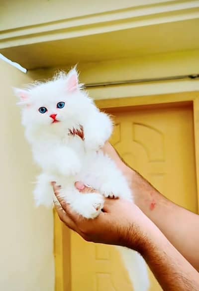 Persian | Cat | baby | kittens | 3 kot ʘƷ4ʘ58Ξ786Ξ97ωᗩŤ$P low price
