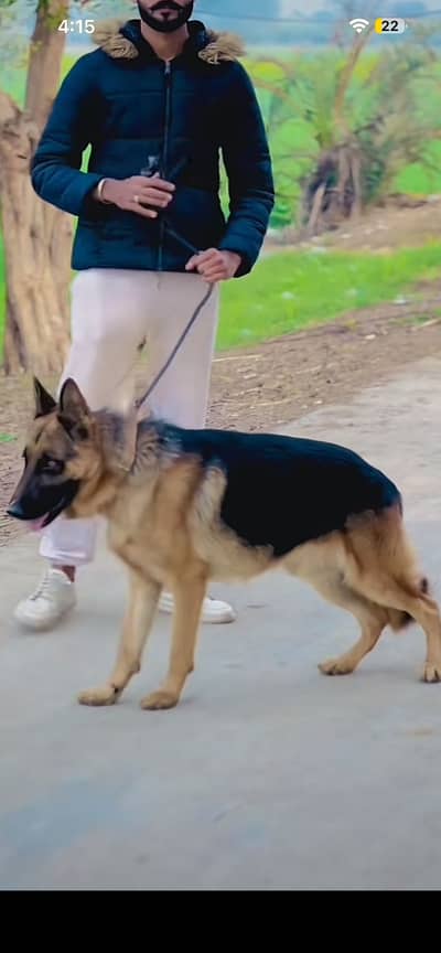 German shephard Male Dog