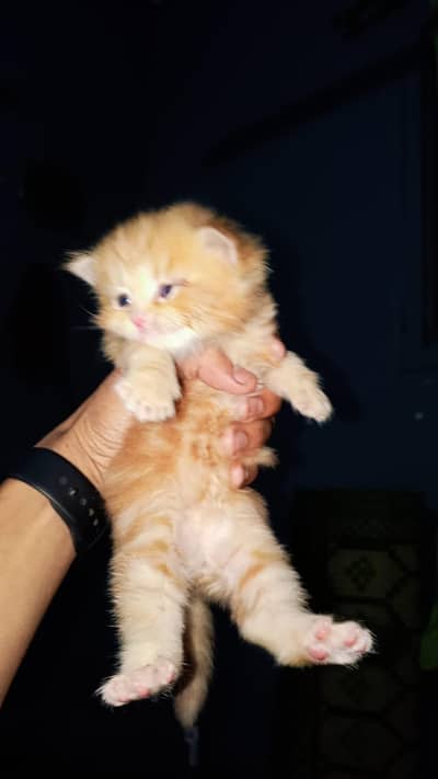 pershion triple coat blue eyes playing kitten