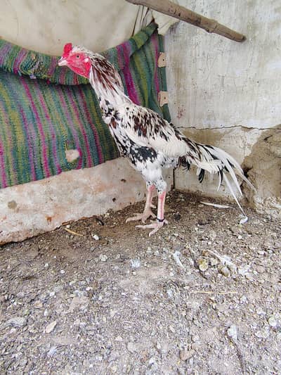 mashallah high quality Chena breeder male