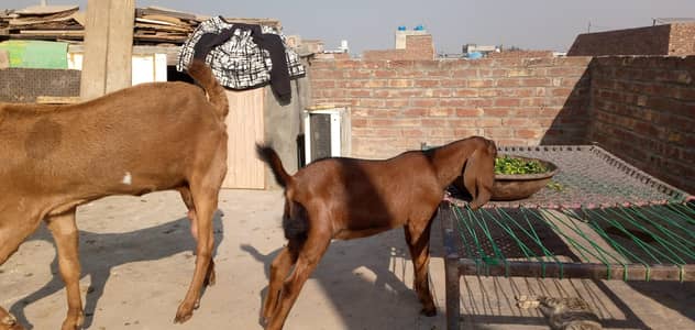 Bakra