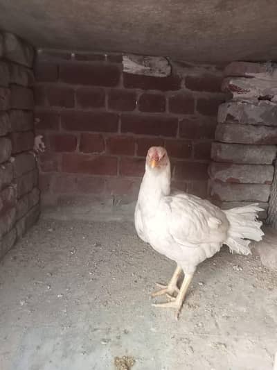 heera aseel for sale