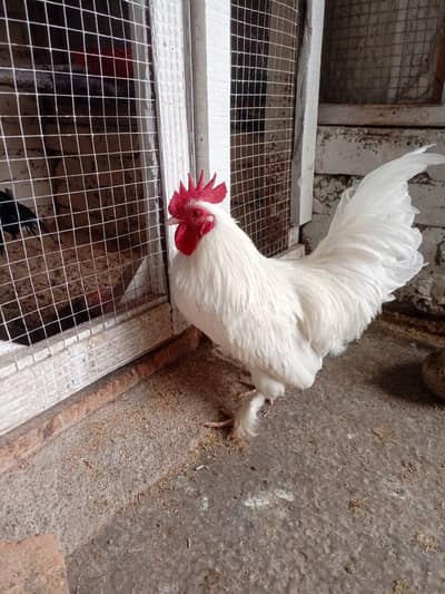 bintum male for sale eggs also available for sale