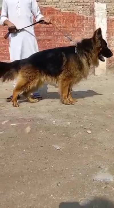 German Shepherd male urgent for sale