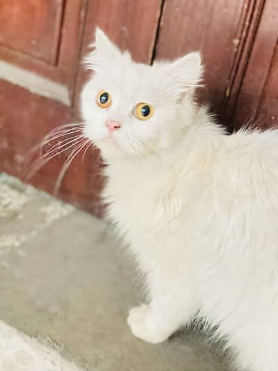 Persian cat