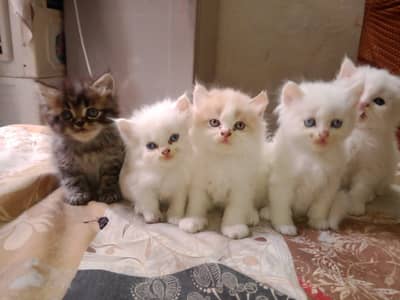 white Persian Cat |Persian Kitten |punch face |Triple Coat |cute cat