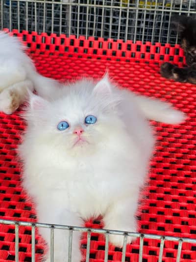Persian British punch face piki face kitten cat available