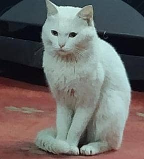 white Persian cats