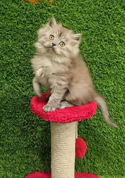 Persian | Cat | baby | kittens | 3 kot ʘƷ4ʘ58Ξ786Ξ97ωᗩŤ$P low price