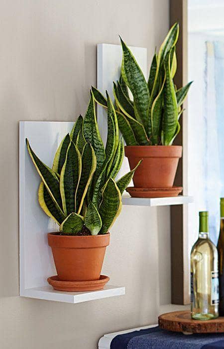 Wall Mounted Planter Shelves (Set of 2) for Succulents - Toheed Wood