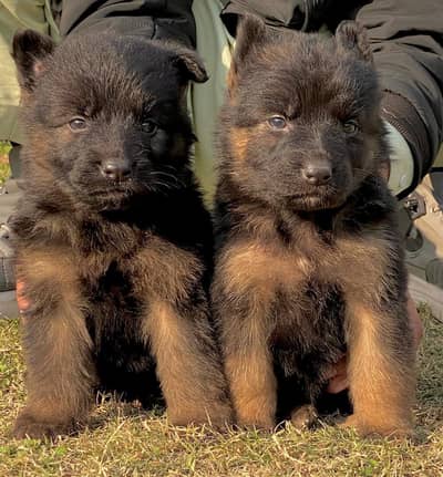 German Shepherd long coat 2 month pair for sale