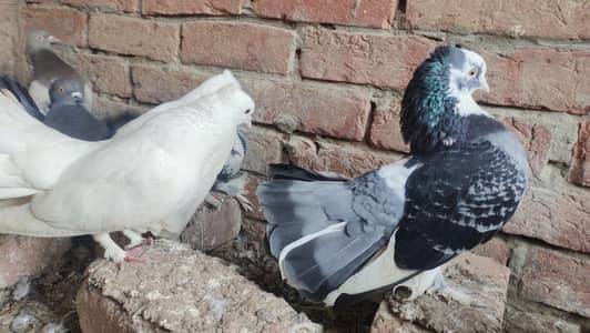 Indian Lucky Pigeons for Sale | Healthy & Beautiful Pair Every Pair