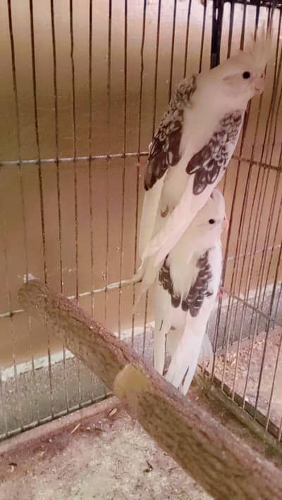 v pied butterfly pair . 03462099636