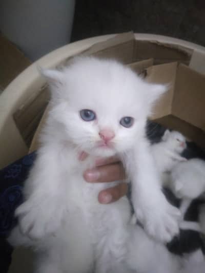 Persian kittens little bit train energetic and healthy