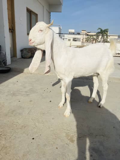 Goat Gulabi bakri