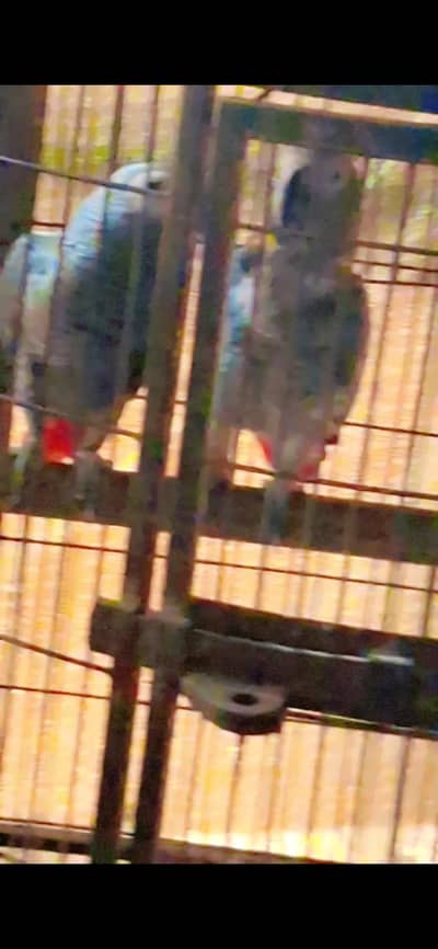 African Grey Breeder Pairs