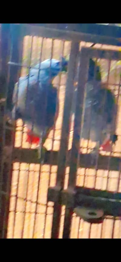 African Grey Breeder Pairs