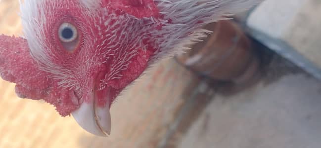 Aseel hera breed active male for sale