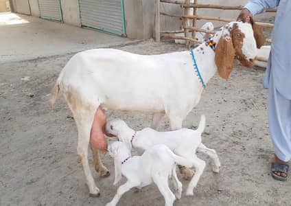 2 butcher vali Rajan puri bakri for sale/03376219832