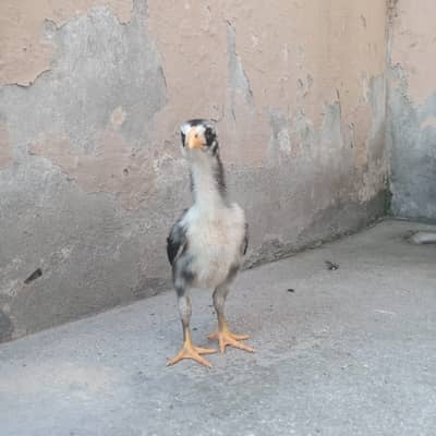 King Shamo Chicks 0301-4388928