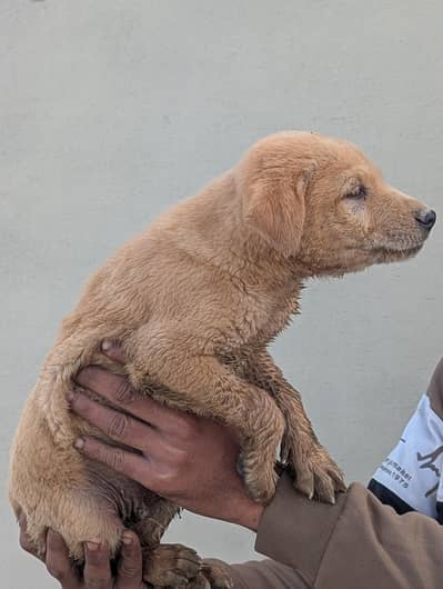Cute Retriever  Puppies – Healthy & Active 03261055540 Whatsapp