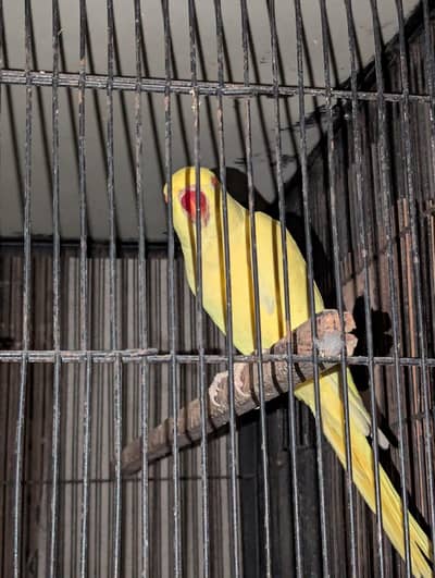 yallow ringneck bareedar female for sale