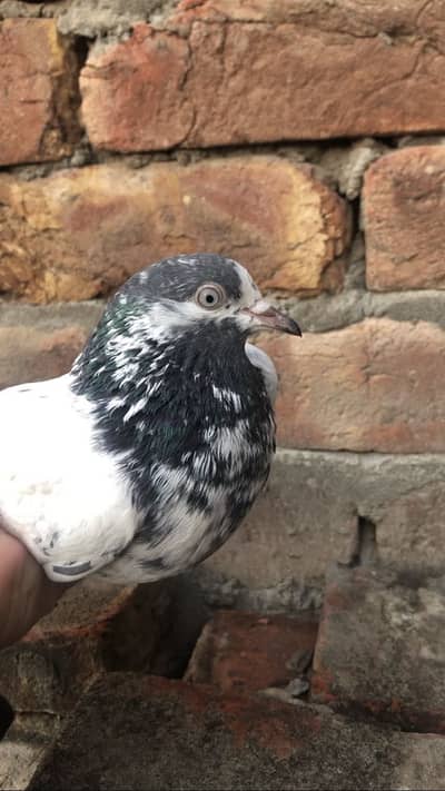 Teddy Chaudhary Sahab wale 10no 41no