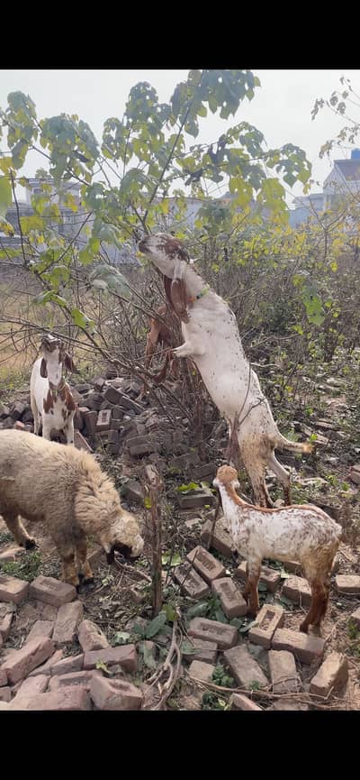 Goat bakri bakra sheep