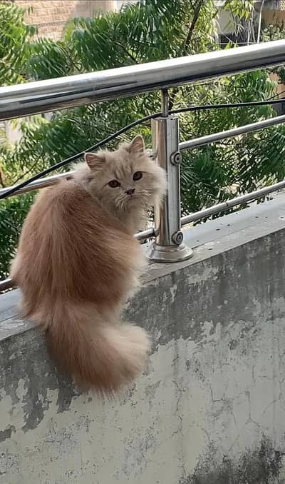 Persian Male Kitten Tripple Coat