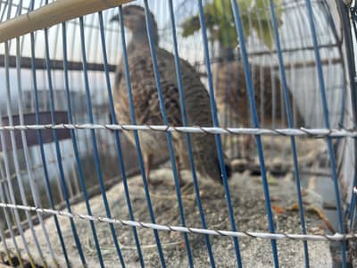 Dakni teetar pair tamed