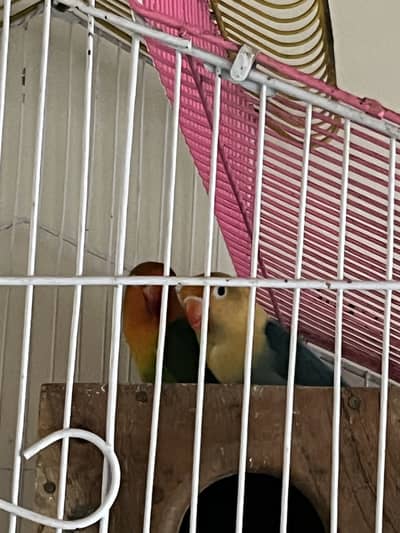 Love birds for sale