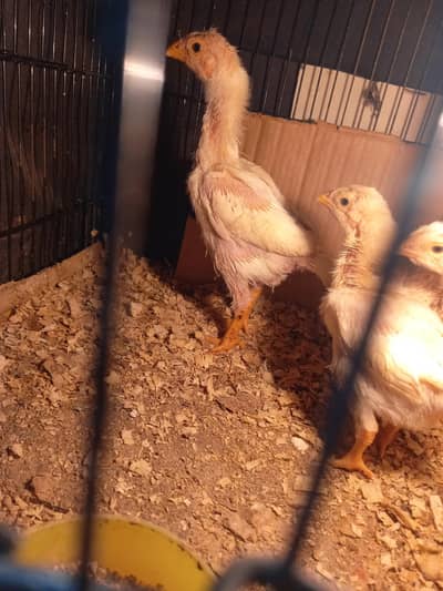 White oh shamo chicks Abo Ali Denmark Blood line