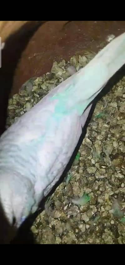 Australian parrot with two chicks