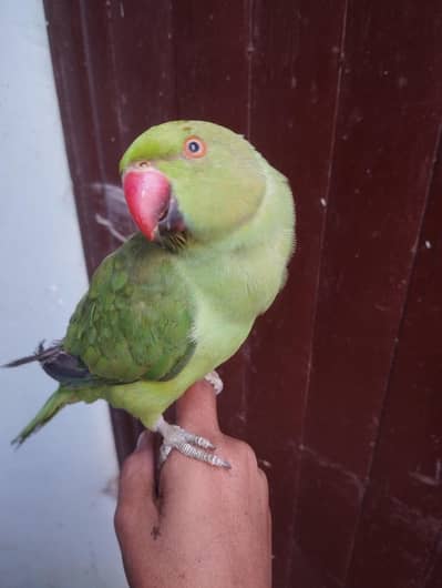 ringnack parrot for sale