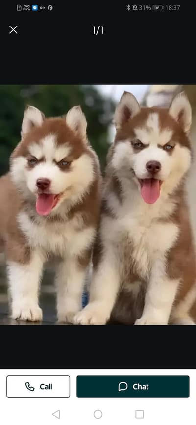 husky puppies 03425655411