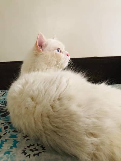 Persian cats for sale cat is having baby also