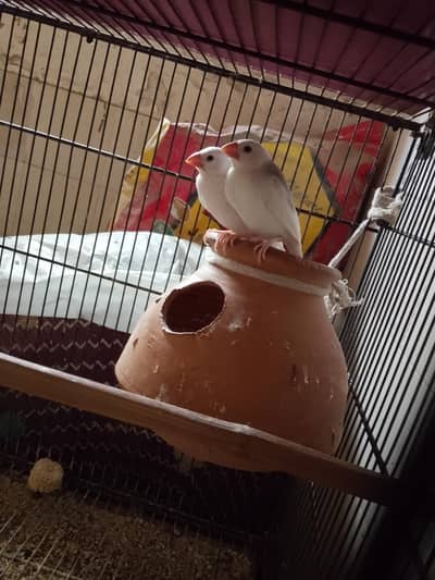 white jawa patthy available 3 pair