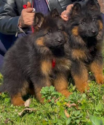 German Shepherd Puppies