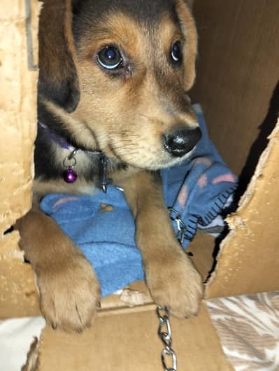 Doberman Dog | Puppy | Doberman For sale