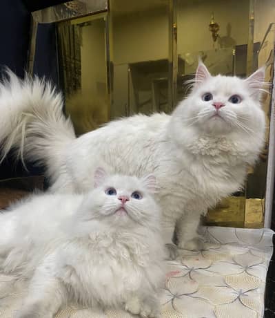 White persian cats | kitten | pair | tripple coated | cat for sale