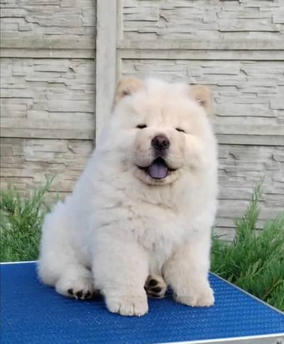 chow chow puppies 03425655411