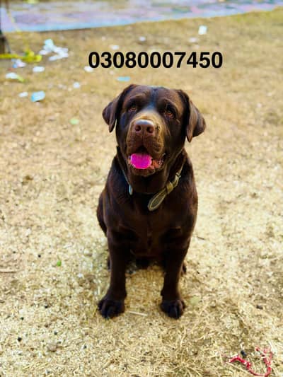 Chocolate Labrador retriver