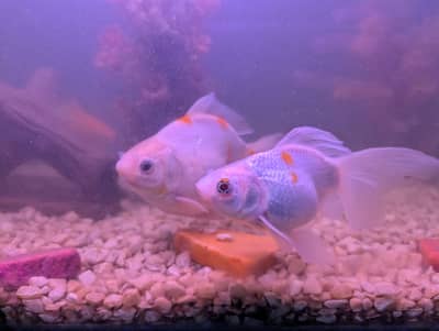 Gold Fishes Available For Sale