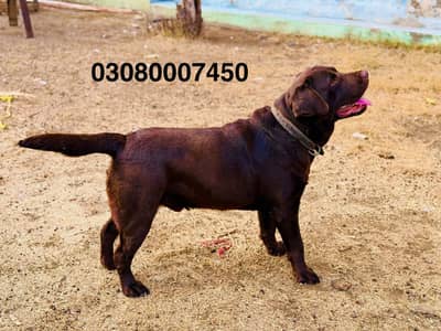 Chocolate Labrador retriver