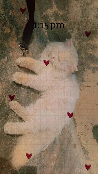 Male Persian long coat and blue eyes available for meeting